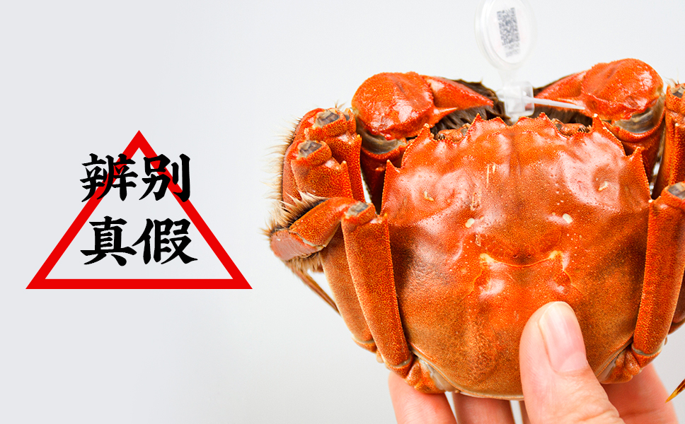 如何辨别市场上的大闸蟹是不是真的？